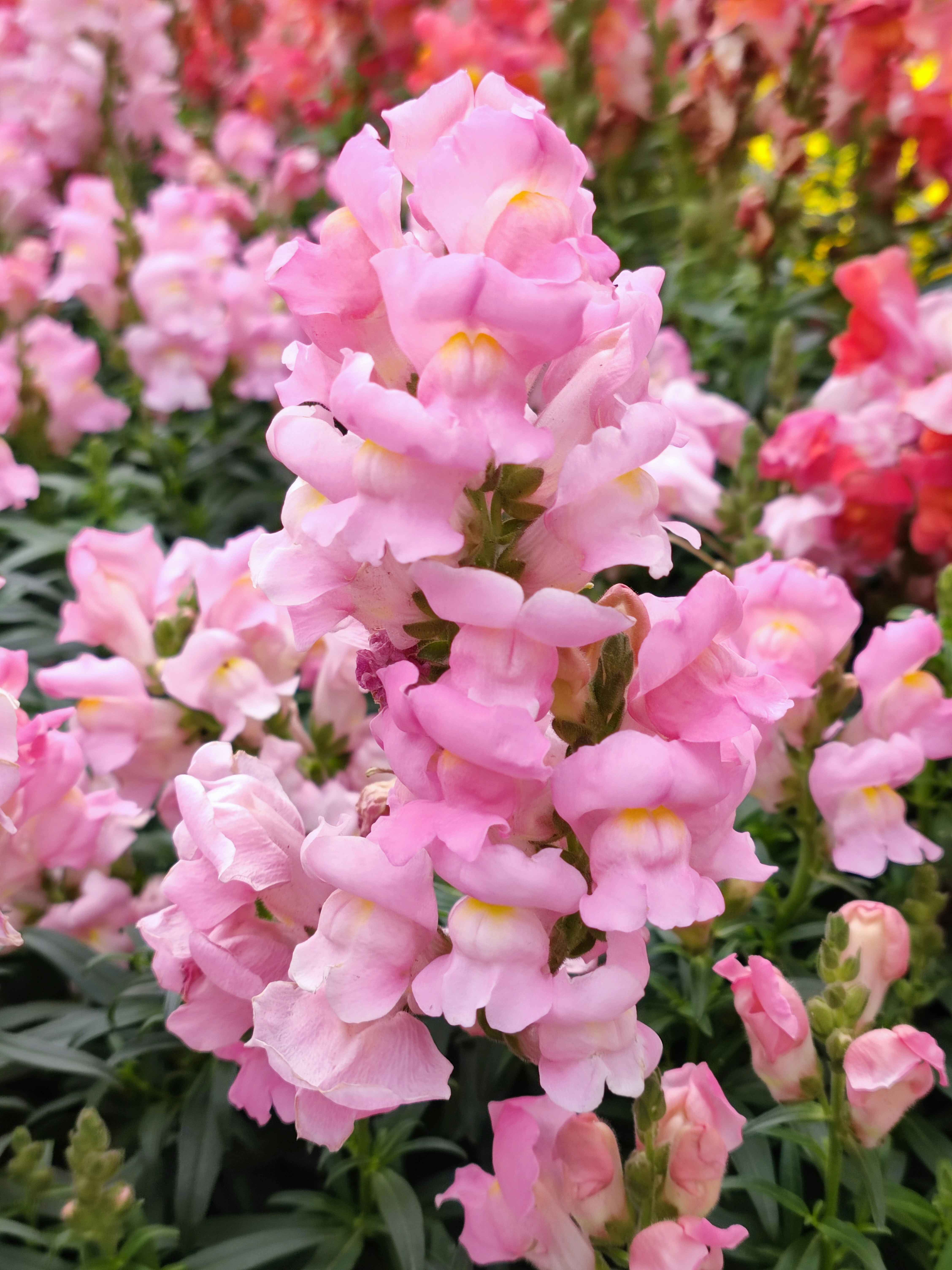 Snapdragon