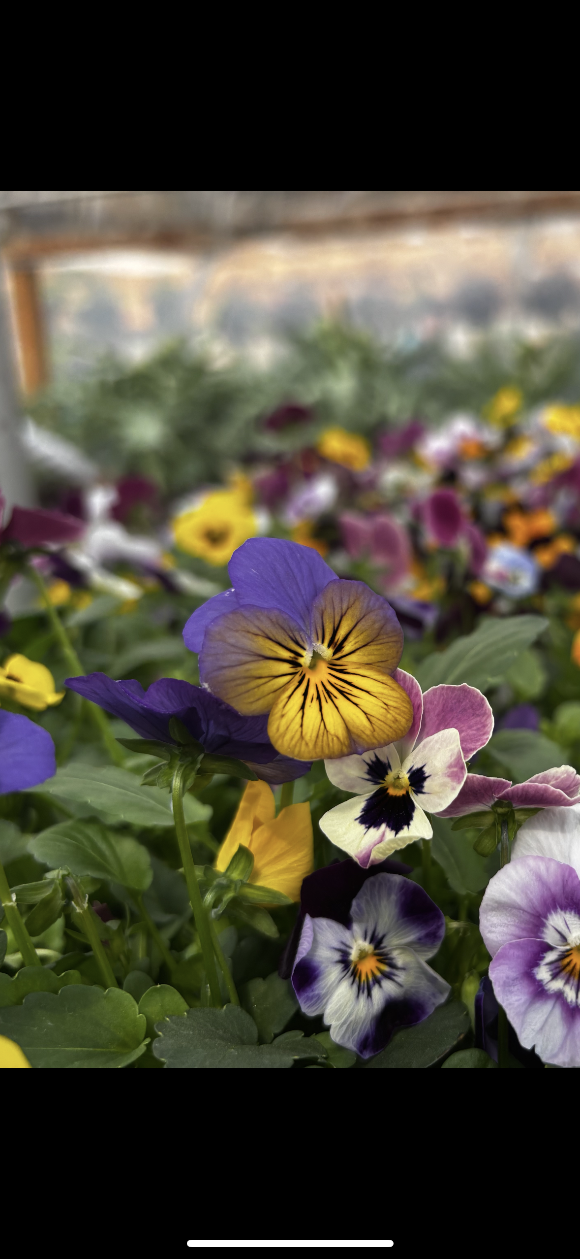 Viola