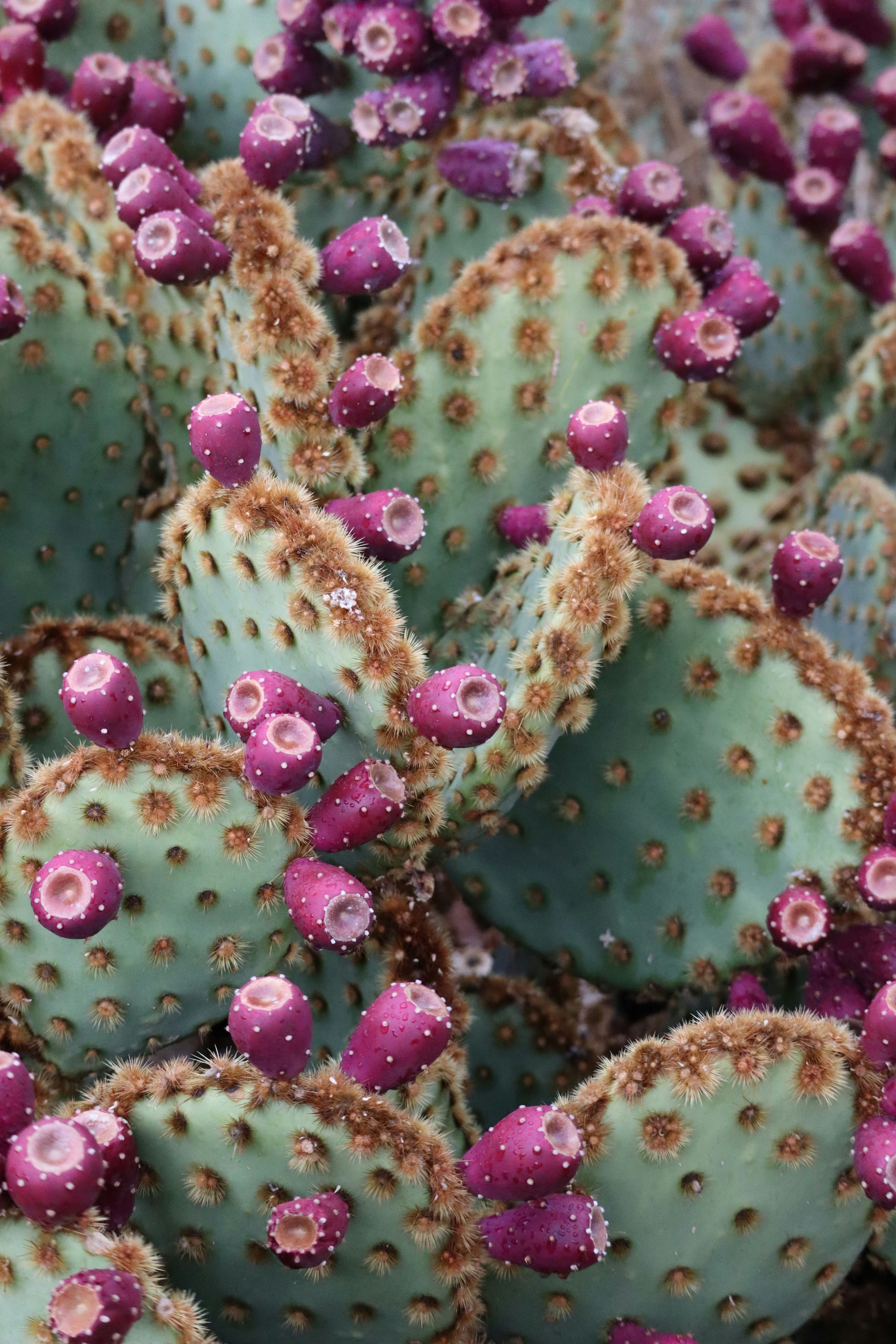 Cactus, Yucca and Agave in Albuquerque, New Mexico and surrounding areas
