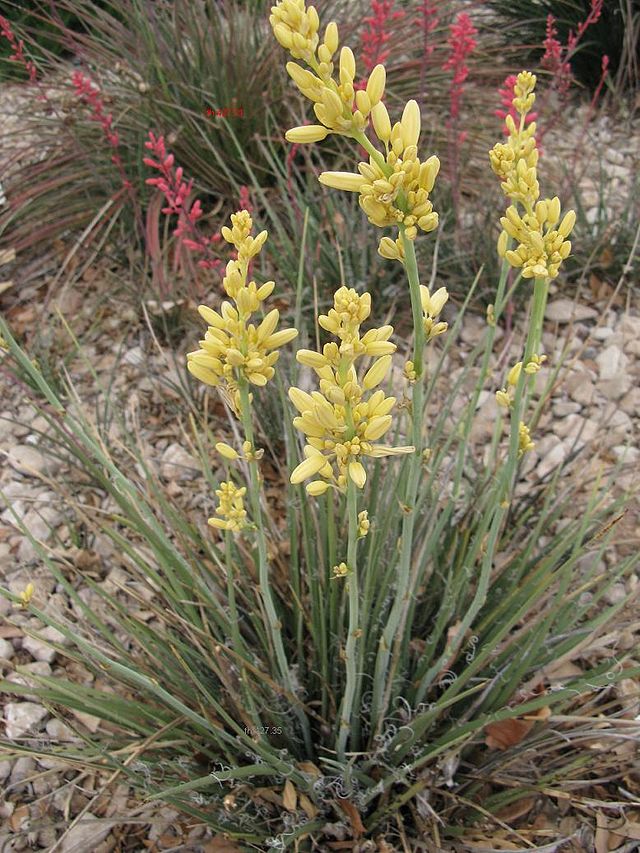 Yellow Yucca