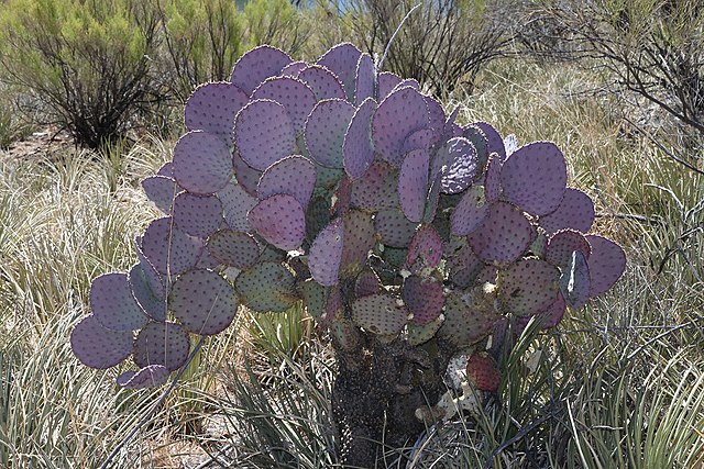 Santa Rita Prickly Pear Cactus