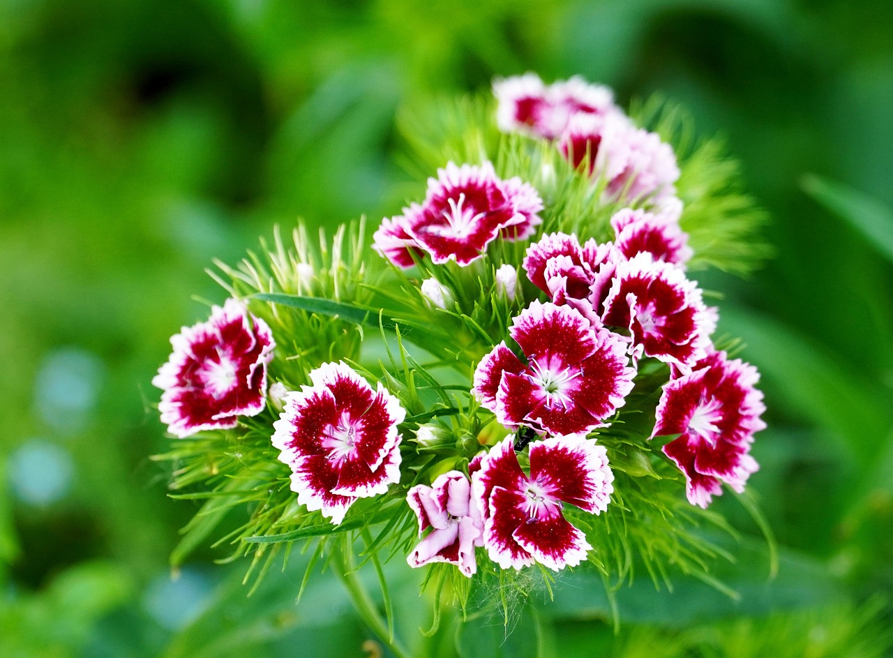 Dianthus