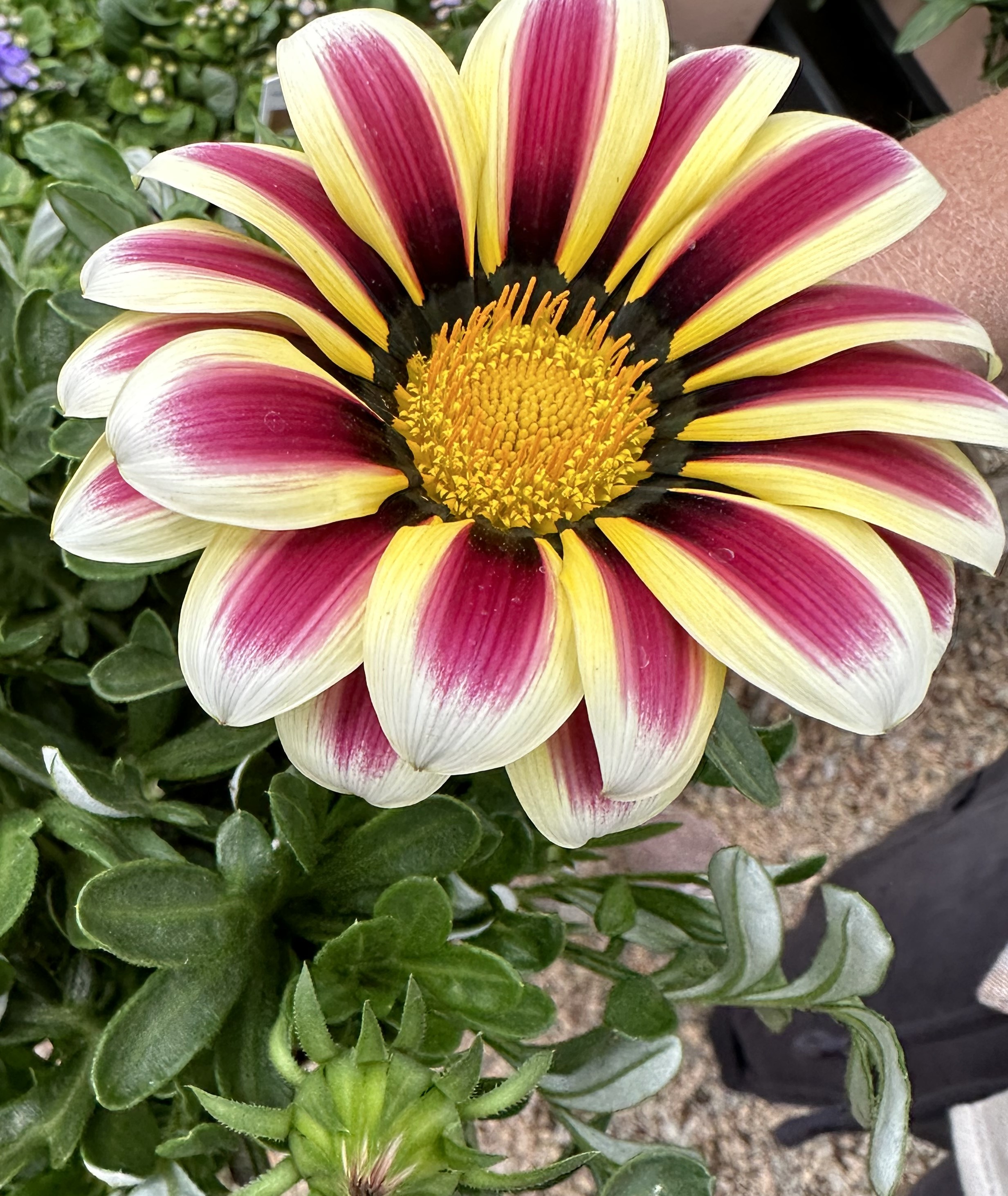 Gazania