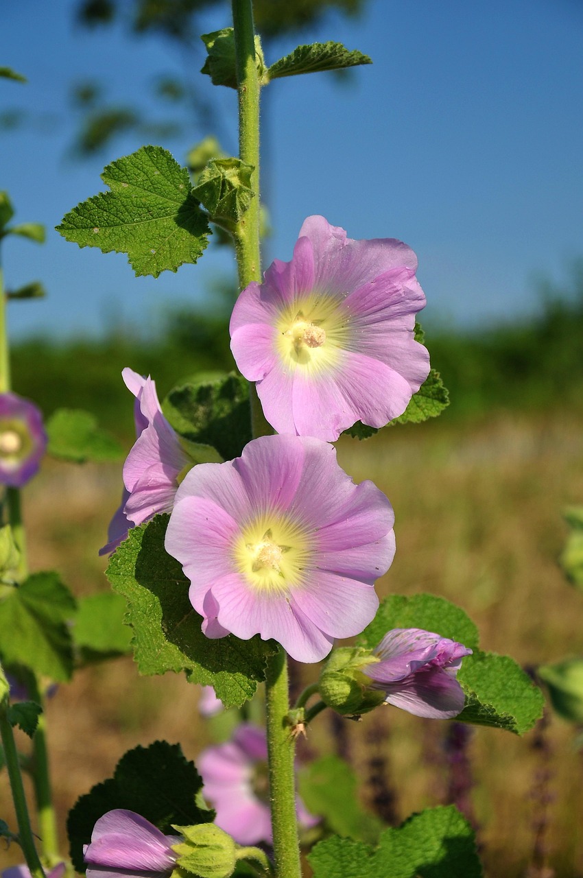 Hollyhock