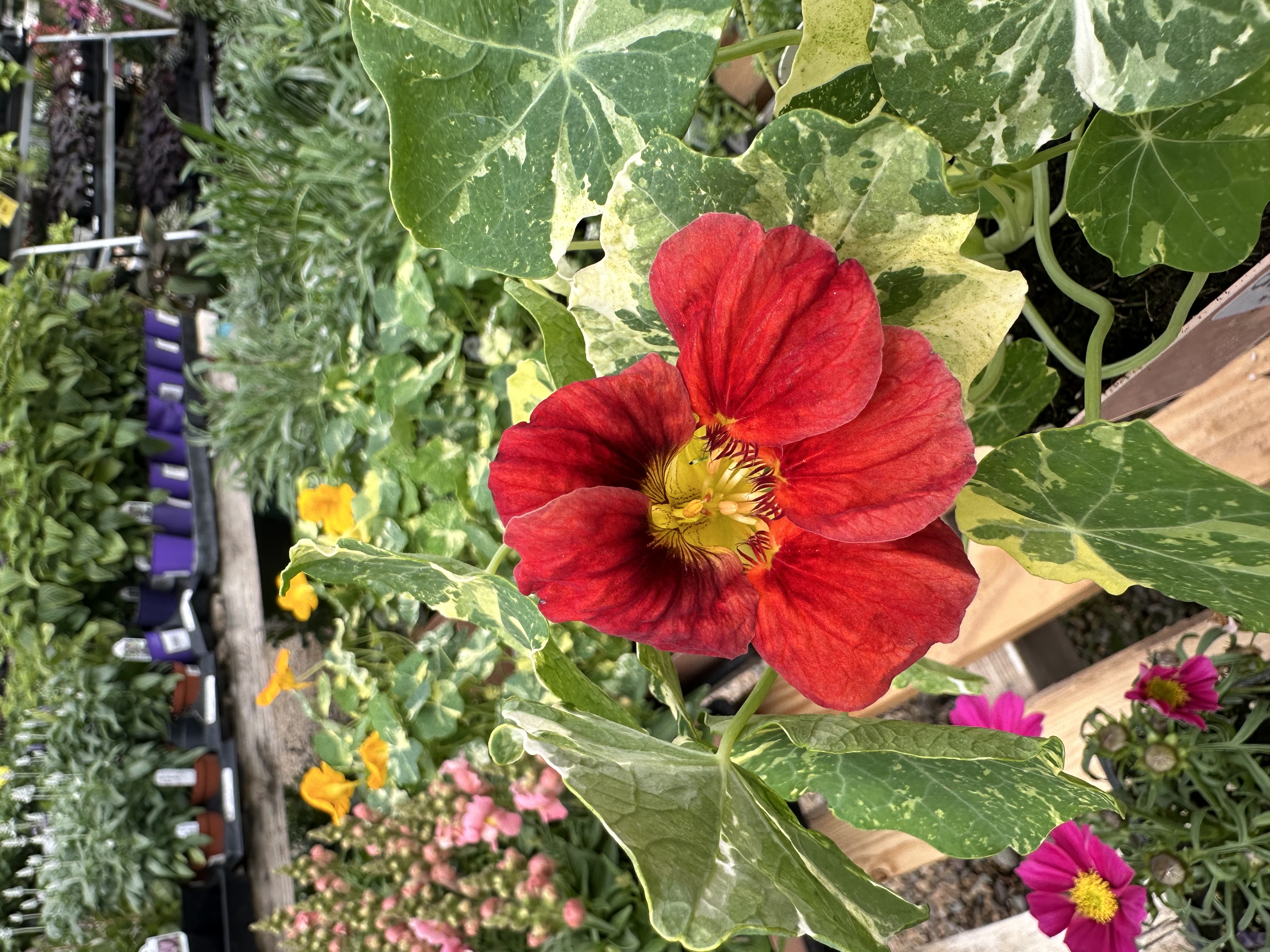 Nasturtium