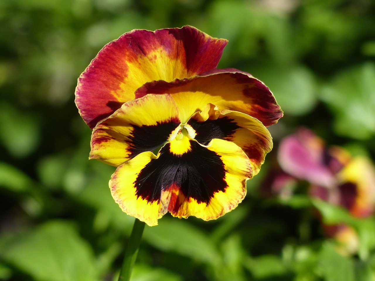Pansy