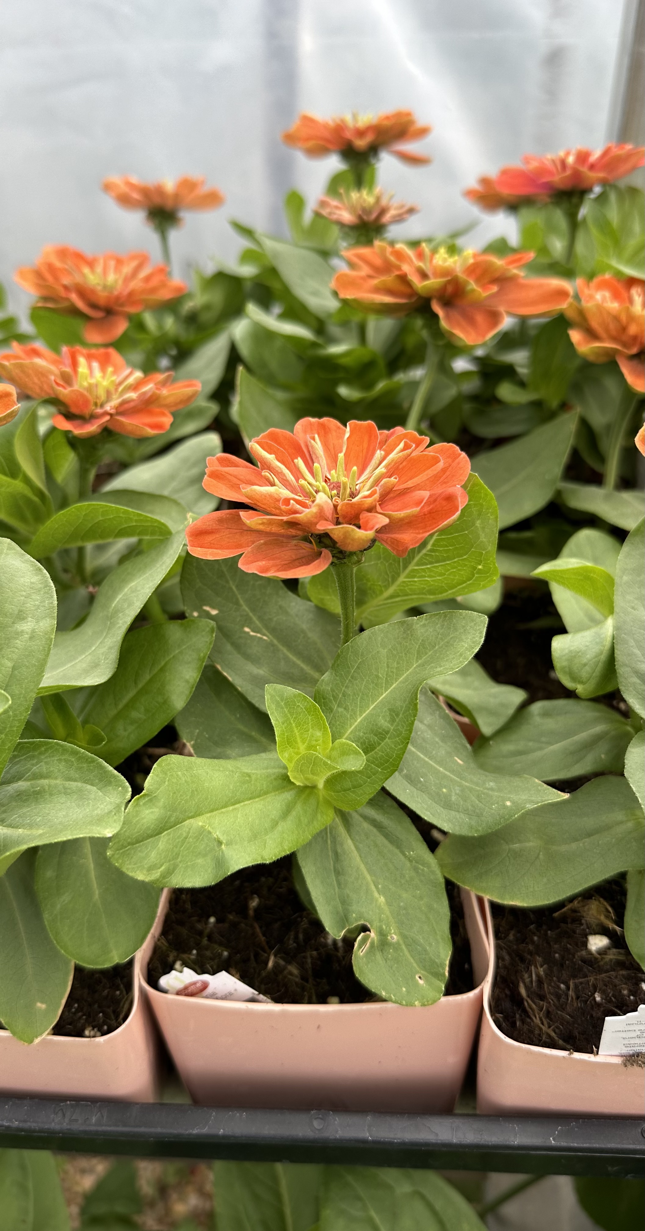 Zinnia