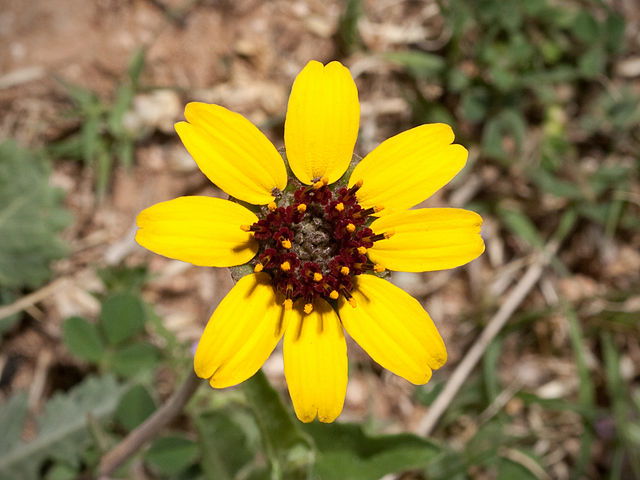 Chocolate Flower