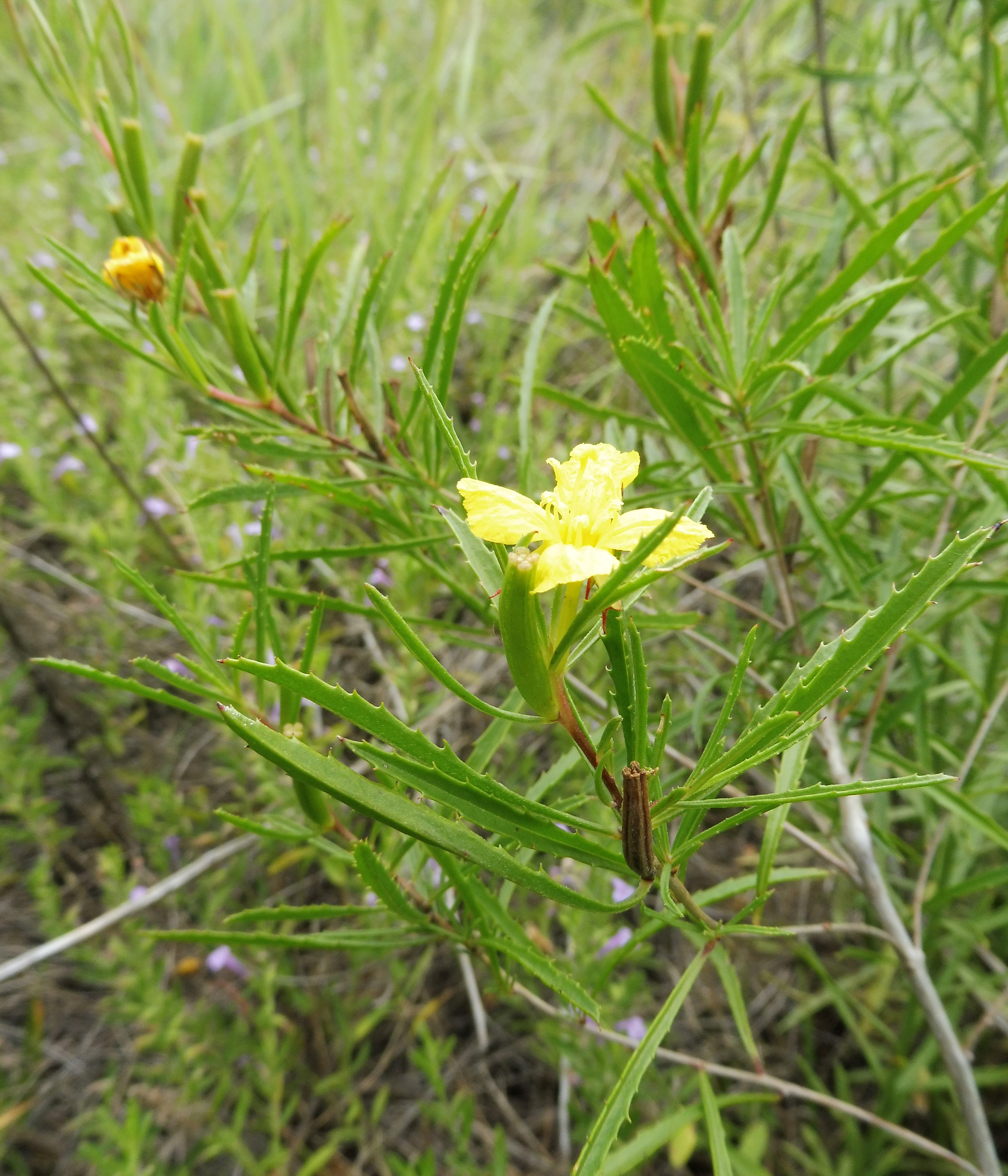 New Mexico Primrose