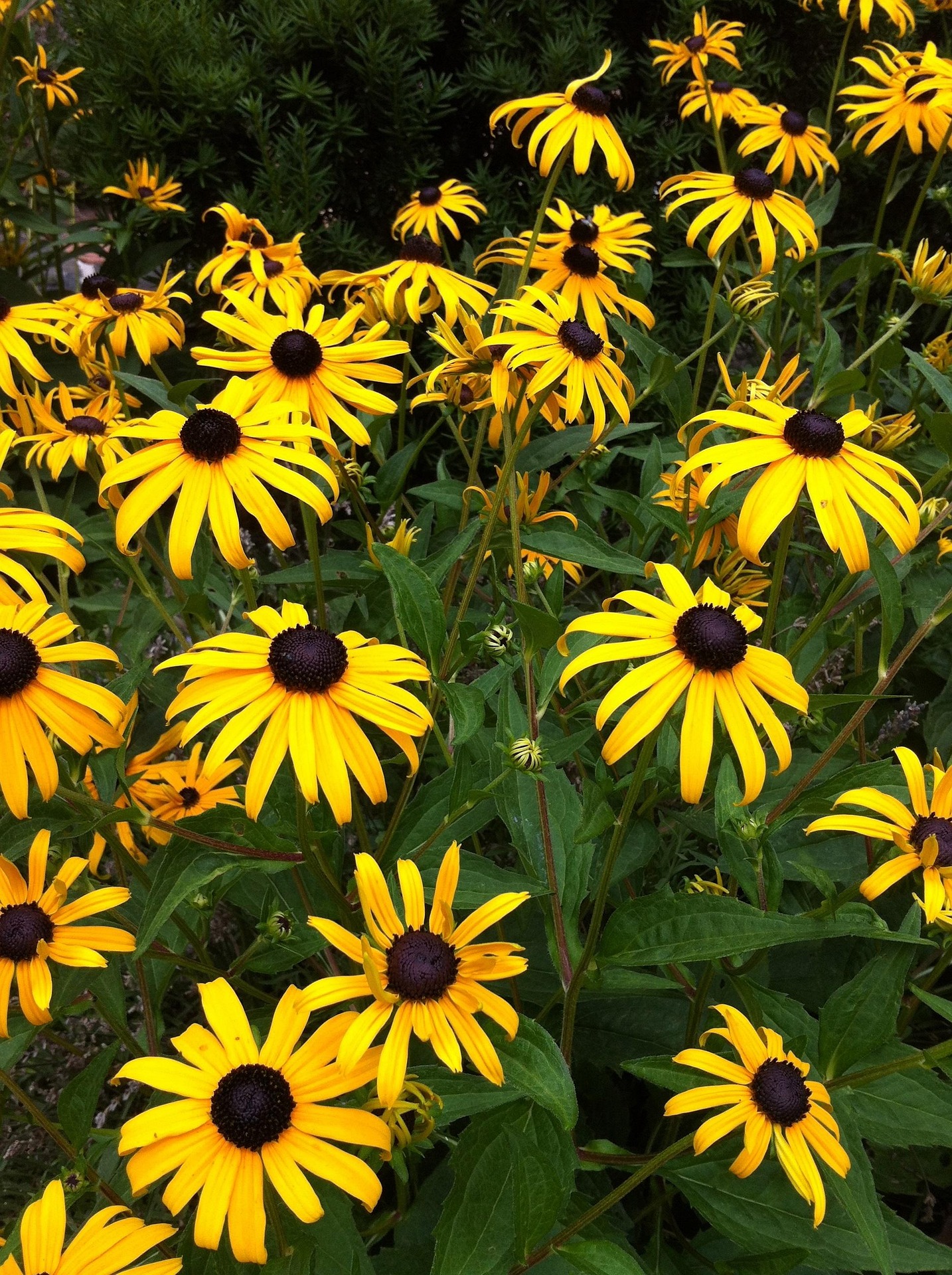 Black Eyed Susan