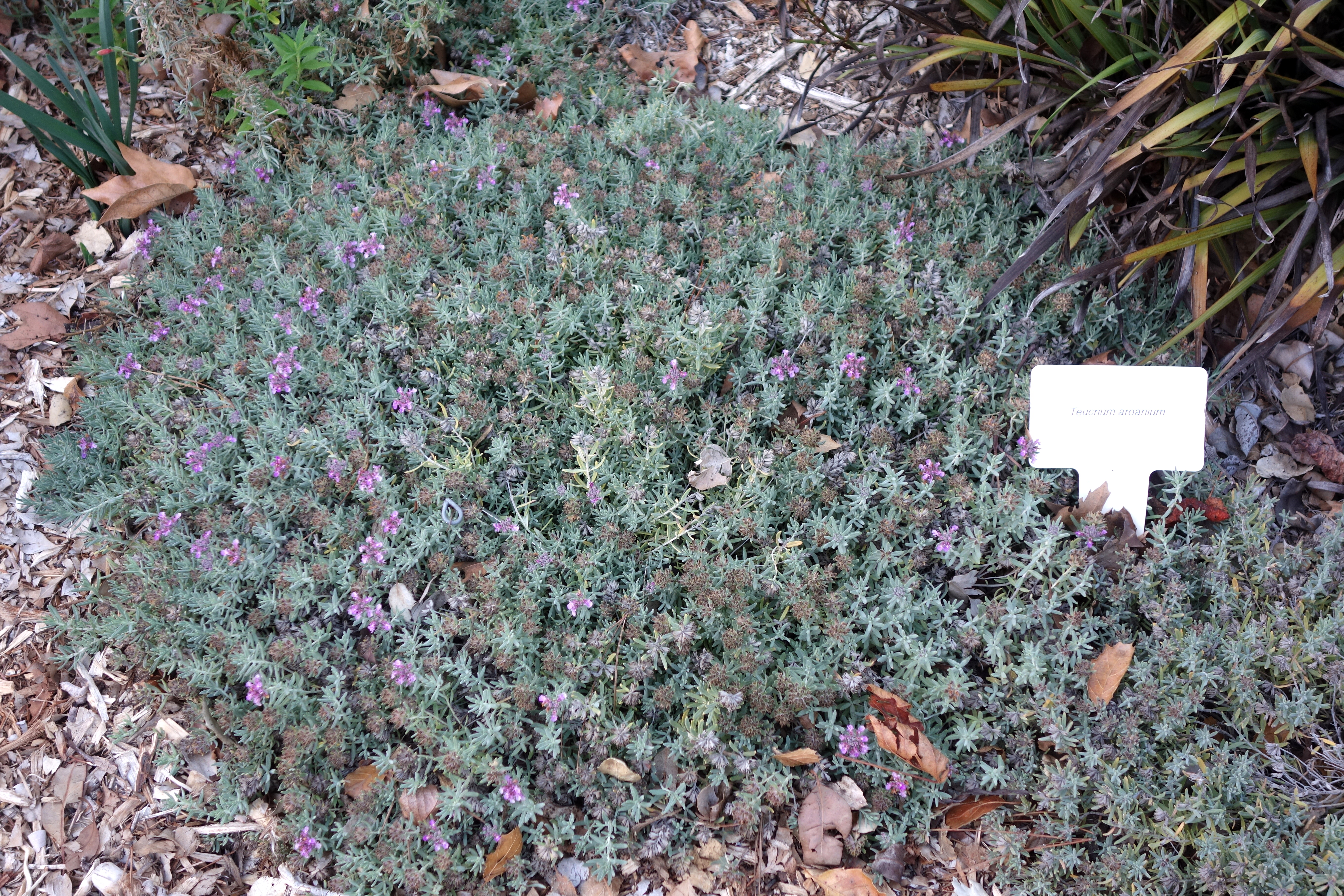 Gray Creeping Germander