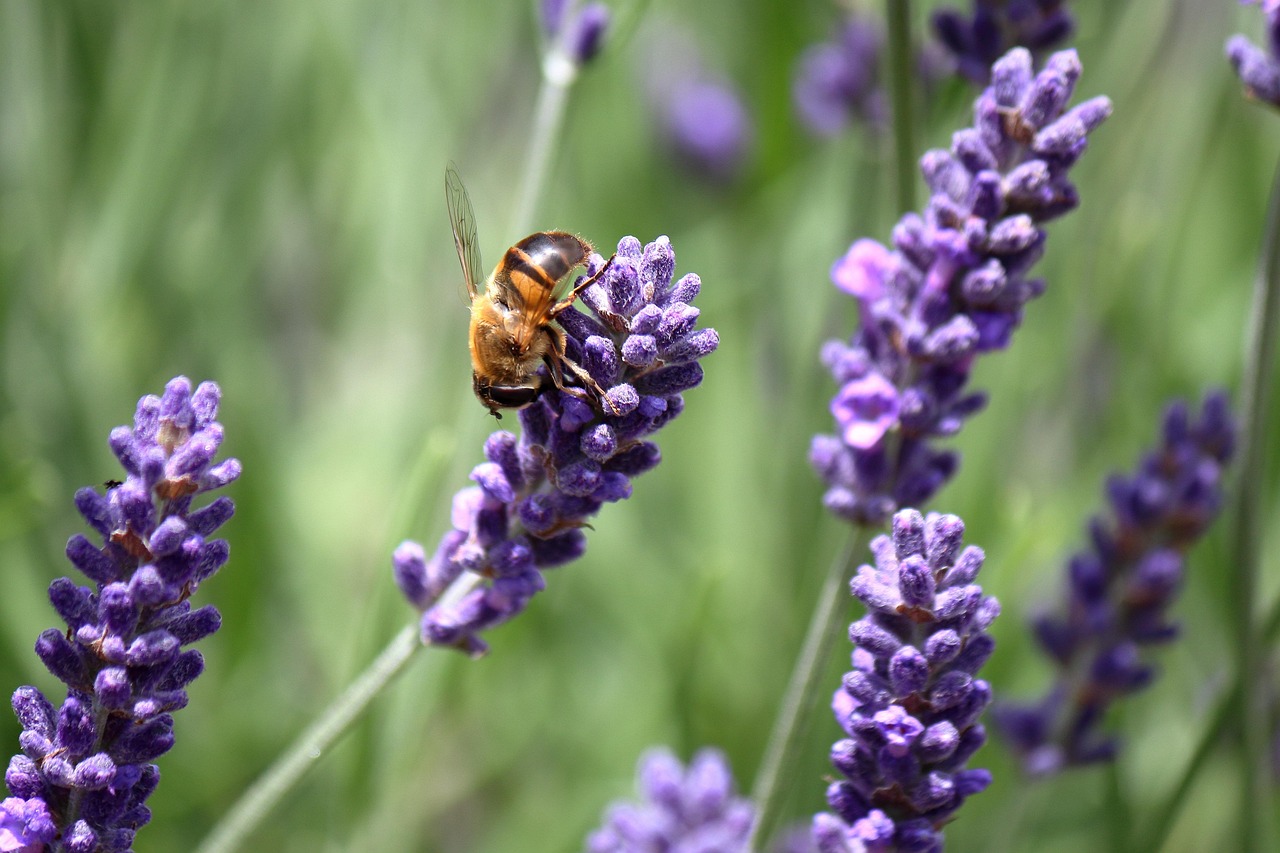 Provence Lavender