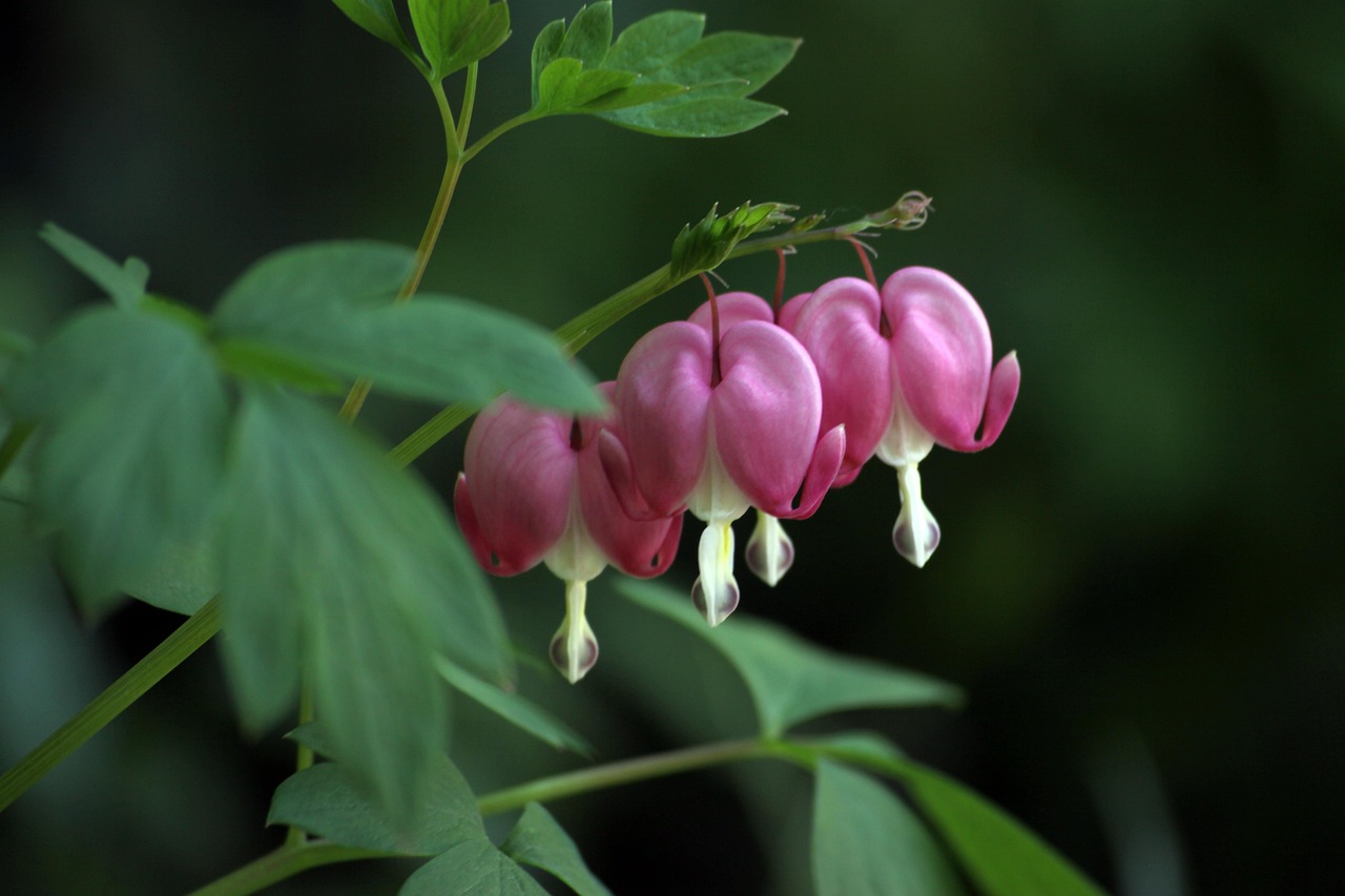 Bleeding Heart