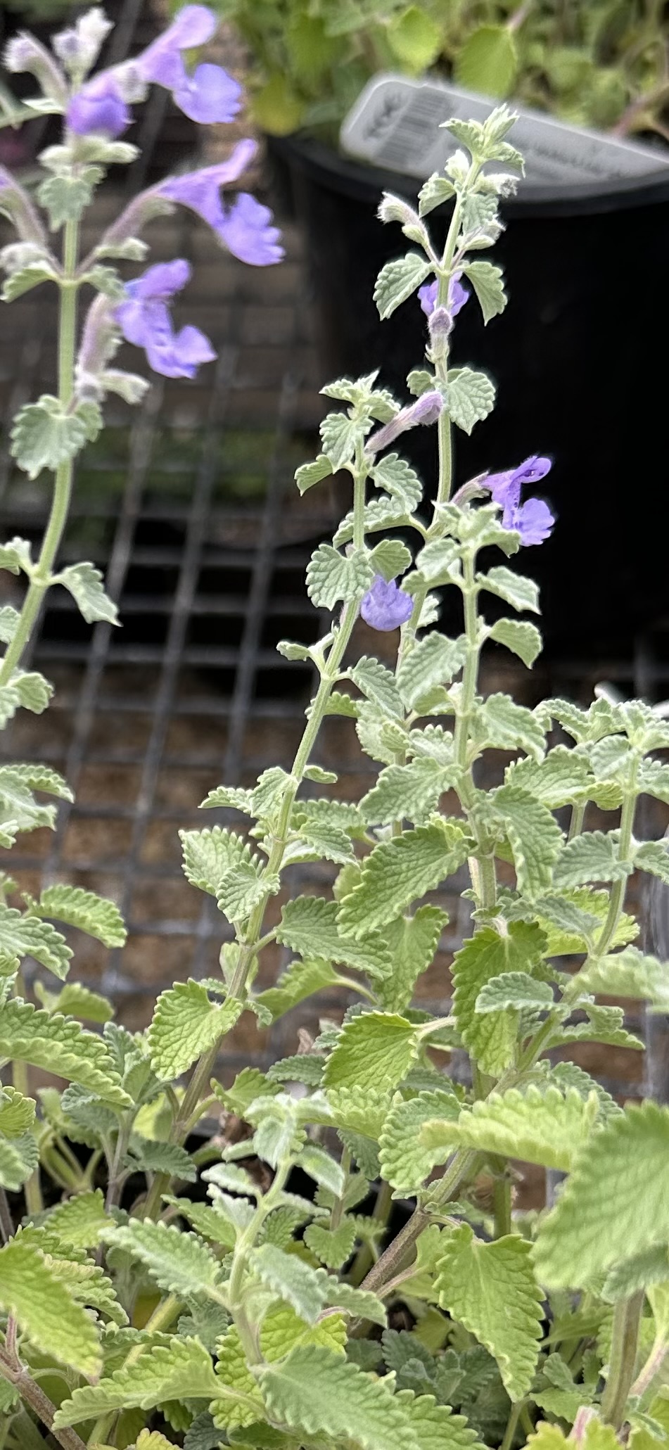 Catmint