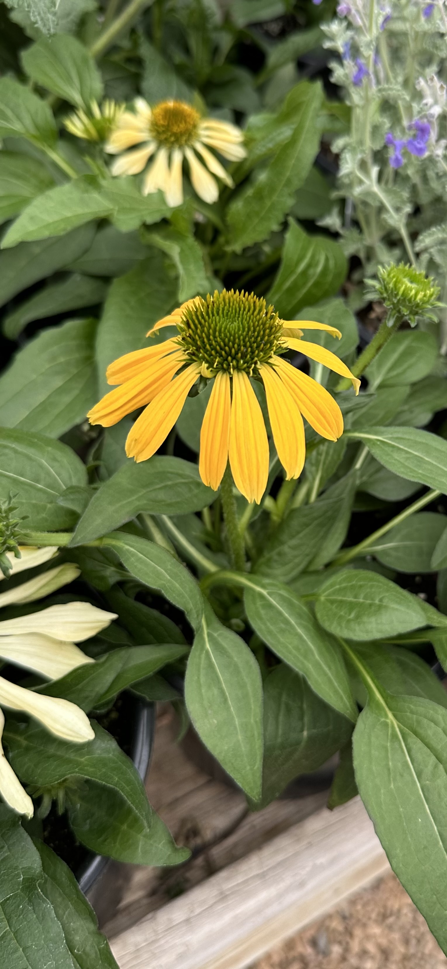 Coneflower