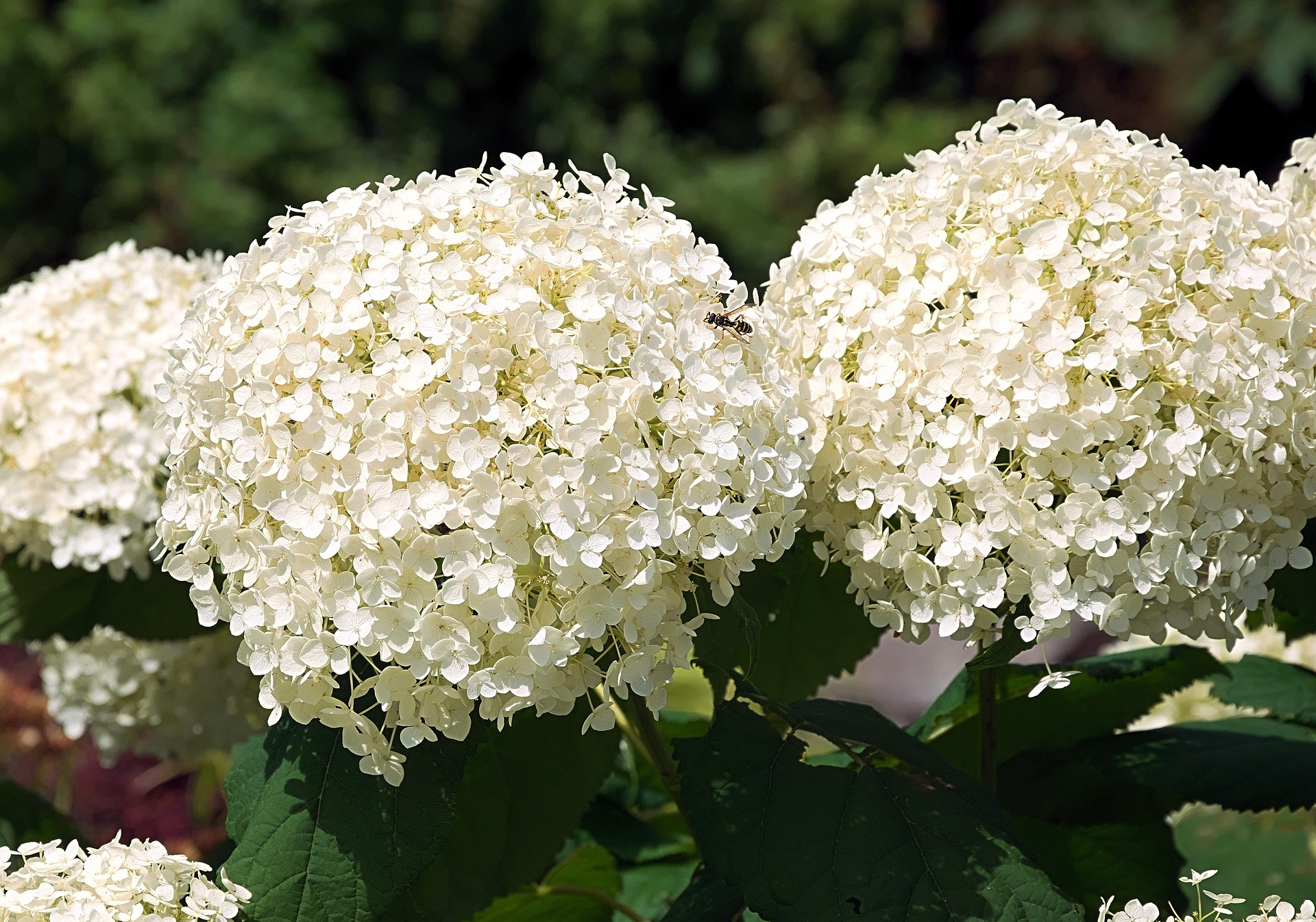 Hydrangeas