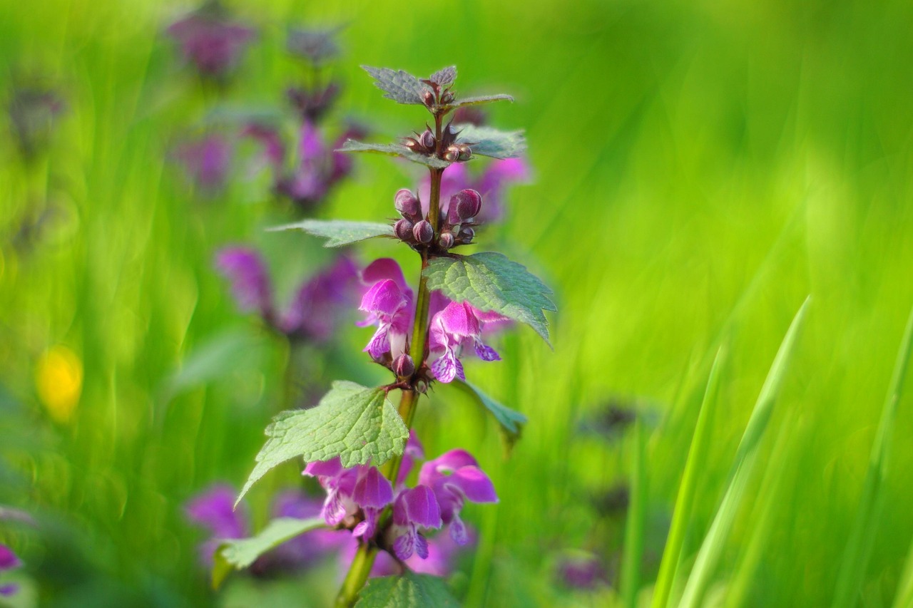Lamium