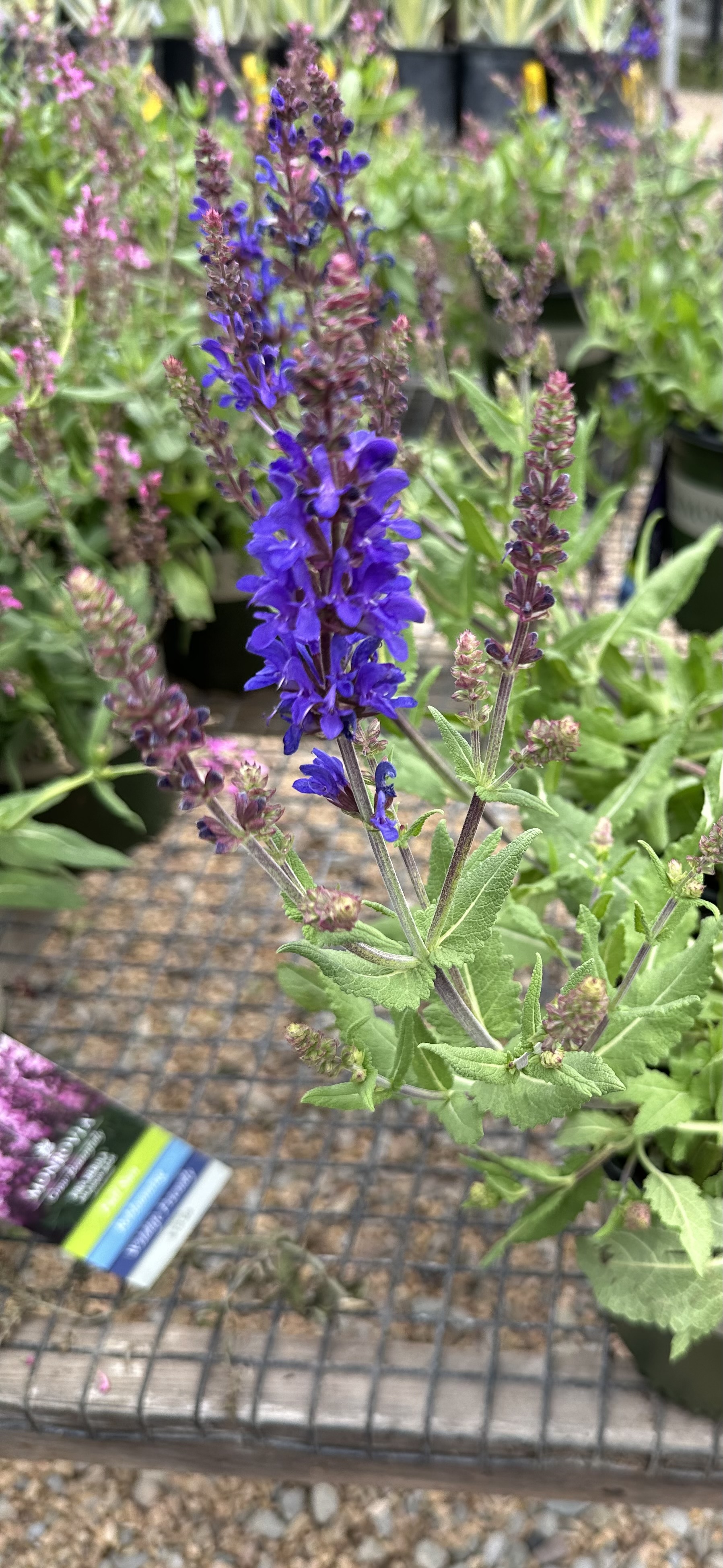 Meadow Sage