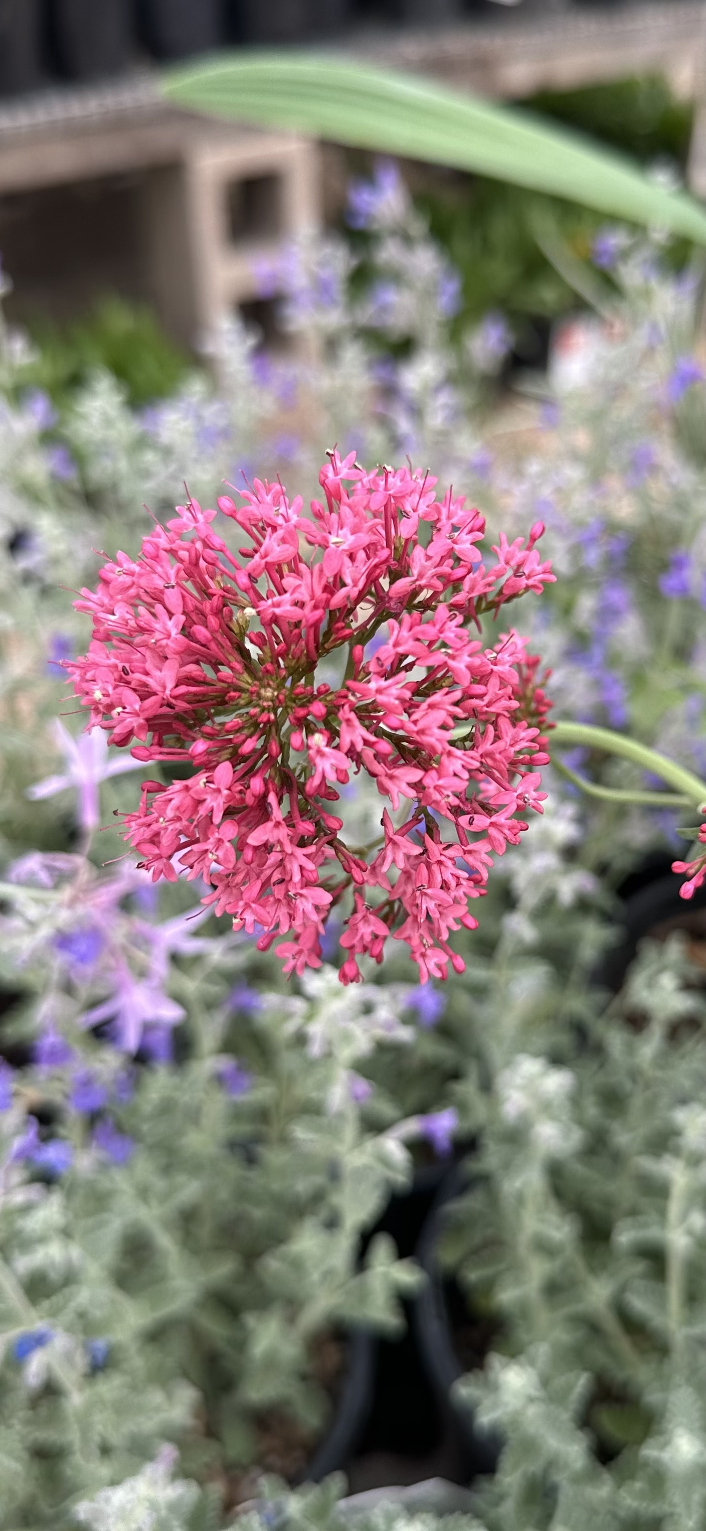 Red Valerian